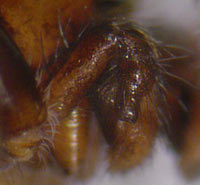 Evarcha laetabunda