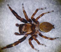 Evarcha laetabunda