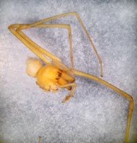 Cheiracanthium sp.