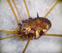 Leiobunum sp.