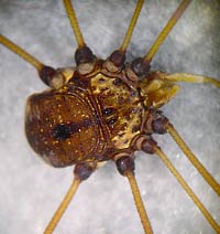 Leiobunum sp.