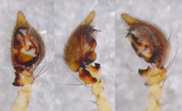 Oxyopes sp.