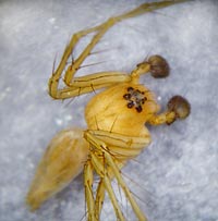 Oxyopes sp.