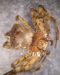 Philodromus sp.