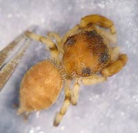 Salticidae