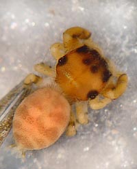 Salticidae