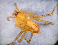 Sparasidae
