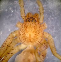 Sparasidae