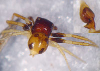 Thomisidae