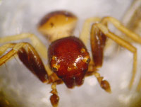 Thomisidae