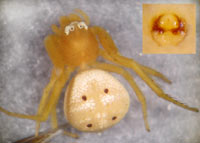 Thomisidae