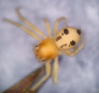 Thomisidae