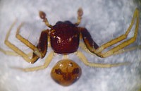 Thomisidae