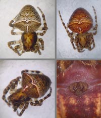 Gibbaranea bituberculata