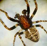 Gibbaranea bituberculata