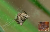 Gibbaranea bituberculata