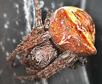 Gibbaranea bituberculata