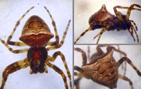 Gibbaranea bituberculata