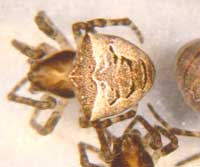 Gibbaranea bituberculata