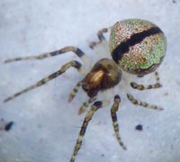 Gibbaranea gibbosa