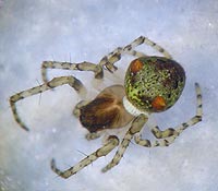 Gibbaranea gibbosa