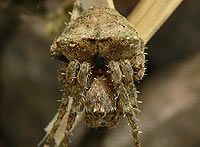 Gibbaranea gibbosa
