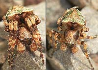 Gibbaranea gibbosa