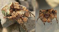 Gibbaranea gibbosa
