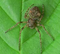 Gibbaranea gibbosa