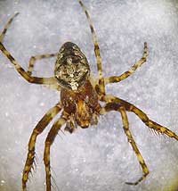 Gibbaranea gibbosa