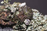 Gibbaranea gibbosa