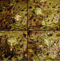 Gibbaranea gibbosa