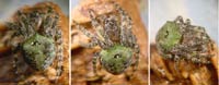 Gibbaranea gibbosa