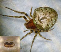 Gibbaranea gibbosa