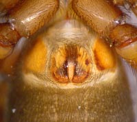 Gnaphosa bicolor