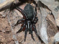 Gnaphosa bicolor
