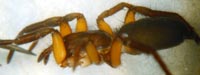 Gnaphosa bicolor