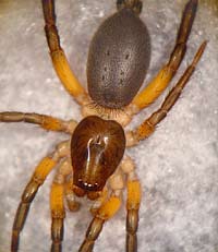 Gnaphosa bicolor