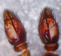 Gnaphosa bicolor