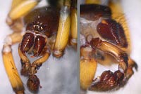 Gnaphosa bicolor