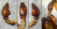 Gnaphosa bicolor