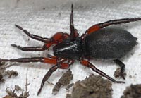 Gnaphosa bicolor