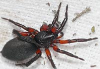 Gnaphosa bicolor