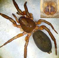 Gnaphosa bicolor