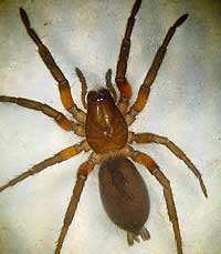 Gnaphosa lucifuga