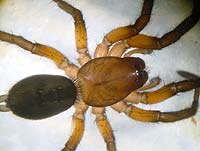 Gnaphosa lucifuga