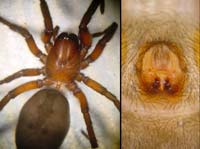 Gnaphosa lucifuga