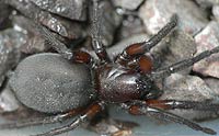 Gnaphosa lucifuga