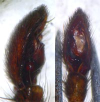Gnaphosa lucifuga