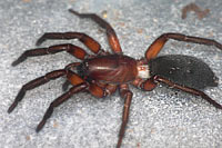Gnaphosa lucifuga